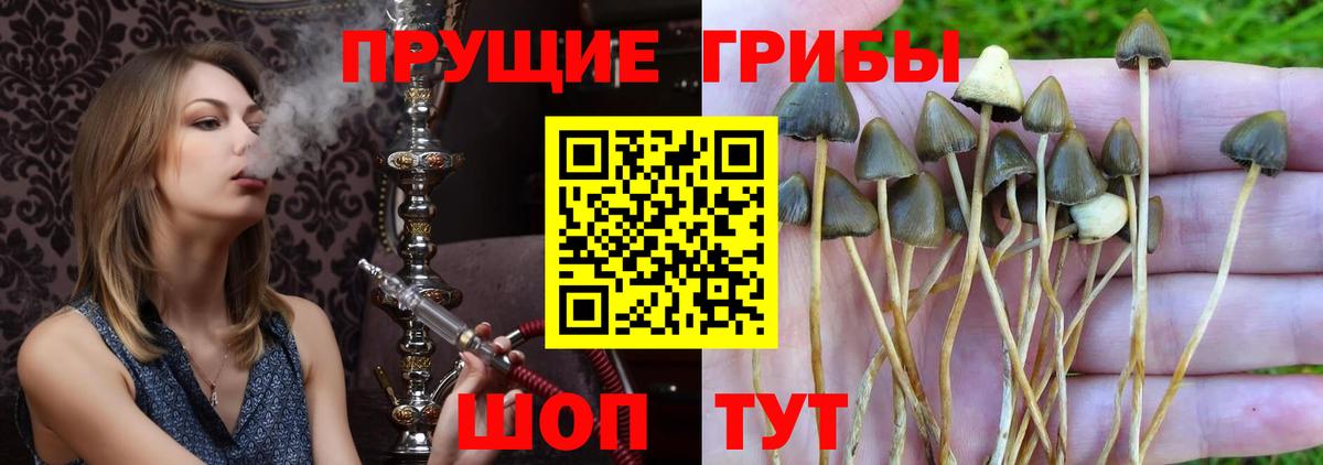 Галлюциногенные грибы Magic Shrooms Курск